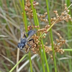 Sphecinae sp. (subfamily) (Unidentified Sand or Digger wasp) at Molonglo Valley, ACT - 10 Jan 2018 by galah681