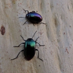 Chalcopteroides columbinus (Rainbow darkling beetle) at Macarthur, ACT - 21 Jan 2018 by RodDeb