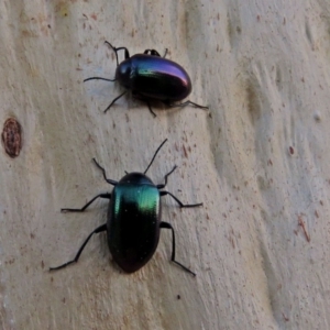 Chalcopteroides columbinus at Macarthur, ACT - 21 Jan 2018 06:58 PM