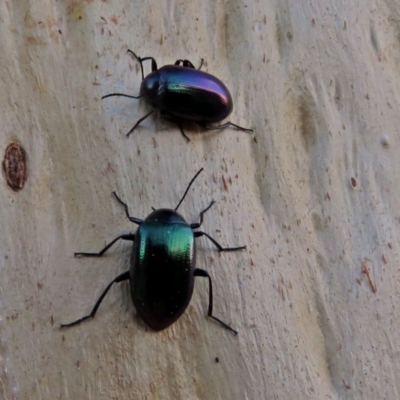 Chalcopteroides columbinus (Rainbow darkling beetle) at Macarthur, ACT - 21 Jan 2018 by RodDeb