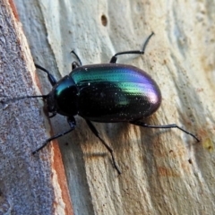 Chalcopteroides columbinus at Macarthur, ACT - 21 Jan 2018 06:58 PM