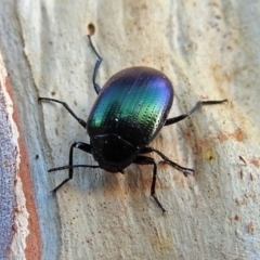 Chalcopteroides columbinus at Macarthur, ACT - 21 Jan 2018 06:58 PM