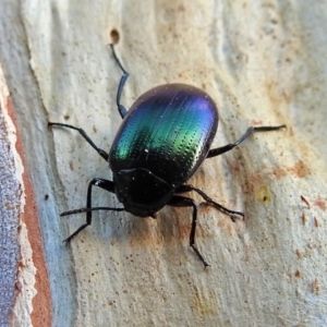 Chalcopteroides columbinus at Macarthur, ACT - 21 Jan 2018 06:58 PM