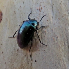 Chalcopteroides columbinus at Macarthur, ACT - 21 Jan 2018 06:58 PM