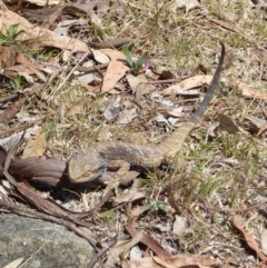 Pogona barbata (Eastern Bearded Dragon) at Deakin, ACT - 13 Oct 2017 by JackyF