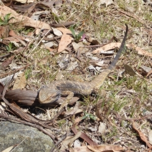 Pogona barbata at Deakin, ACT - 13 Oct 2017