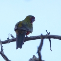 Platycercus elegans (Crimson Rosella) at Hughes, ACT - 21 Jan 2018 by JackyF