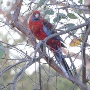 Platycercus elegans at Hughes, ACT - 21 Jan 2018 06:52 PM