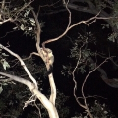 Trichosurus vulpecula (Common Brushtail Possum) at Deakin, ACT - 21 Jan 2018 by KL