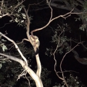 Trichosurus vulpecula at Deakin, ACT - 21 Jan 2018