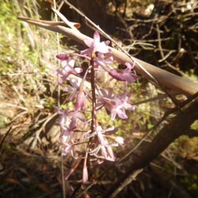 Dipodium roseum (Rosy Hyacinth Orchid) at Lower Cotter Catchment - 19 Jan 2018 by MichaelMulvaney