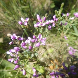 Comesperma retusum at Cotter River, ACT - 19 Jan 2018