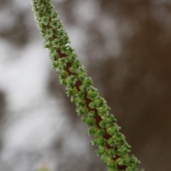 Cycnogeton procerum at Gundaroo, NSW - 12 Jan 2016 01:18 PM