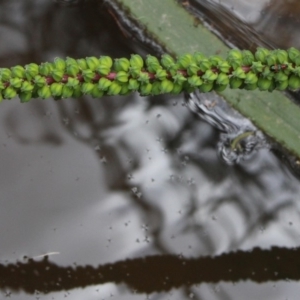 Cycnogeton procerum at Gundaroo, NSW - 12 Jan 2016 01:18 PM