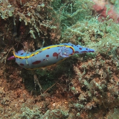 Hypselodoris bennetti (Hypselodoris bennetti) at Merimbula, NSW - 7 Jan 2018 by rickcarey