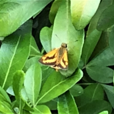 Ocybadistes walkeri (Green Grass-dart) at Calwell, ACT - 21 Jan 2018 by DonLimn