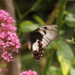 Papilio aegeus (Orchard Swallowtail, Large Citrus Butterfly) at Calwell, ACT - 21 Jan 2018 by DonLimn