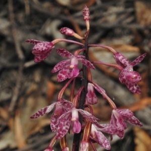 Dipodium punctatum at Paddys River, ACT - suppressed