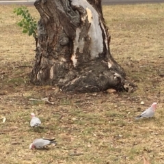 Eolophus roseicapilla (Galah) at Ainslie, ACT - 22 Jan 2018 by jbromilow50