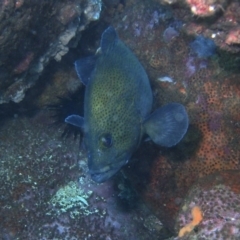 Acanthistius ocellatus (Eastern Wirrah) at Merimbula, NSW - 8 Mar 2015 by rickcarey