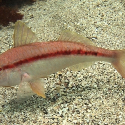 Upeneichthys vlamingii (Bluespotted Goatfish) at Merimbula, NSW - 7 Jan 2017 by rickcarey