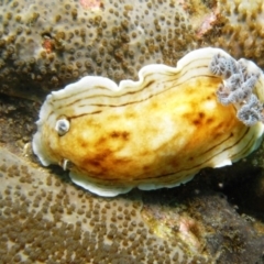 Aphelodoris varia (Aphelodoris varia) at Merimbula, NSW - 13 Jan 2015 by rickcarey