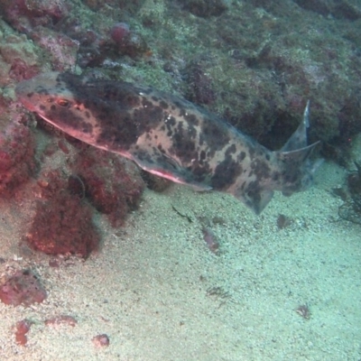 Cephaloscyllium laticeps (Draughtboard Shark) at Merimbula, NSW - 8 Sep 2015 by rickcarey