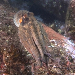 Octopus tetricus at Merimbula, NSW - 8 Sep 2015 by rickcarey