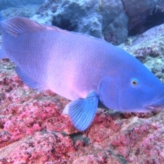 Achoerodus viridis (Eastern Blue Groper) at Merimbula, NSW - 8 Sep 2015 by rickcarey