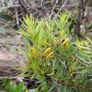 Persoonia chamaepeuce at Uriarra, NSW - 22 Jan 2018