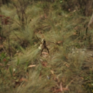 Plebs bradleyi at Uriarra, NSW - 22 Jan 2018 12:00 AM