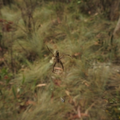 Plebs bradleyi (Enamelled spider) at Uriarra, NSW - 22 Jan 2018 by Qwerty