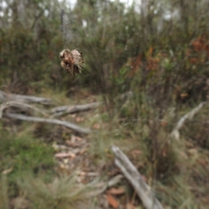 Plebs bradleyi at Uriarra, NSW - 22 Jan 2018