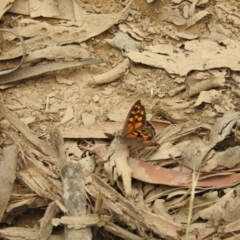 Geitoneura klugii (Marbled Xenica) at Cotter River, ACT - 21 Jan 2018 by Qwerty