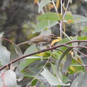 Caligavis chrysops at Cotter River, ACT - 22 Jan 2018