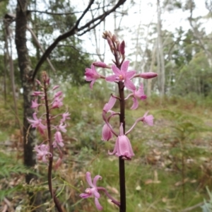 Dipodium roseum at Cotter River, ACT - suppressed