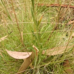 Coronidium monticola at Cotter River, ACT - 22 Jan 2018