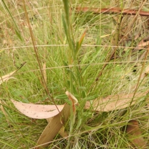 Coronidium monticola at Cotter River, ACT - 22 Jan 2018