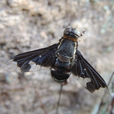 Balaana sp. (genus) (Bee Fly) at Conder, ACT - 30 Dec 2017 by MichaelBedingfield