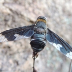 Balaana sp. (genus) at Conder, ACT - 30 Dec 2017