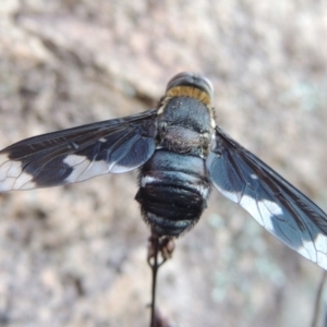 Balaana sp. (genus) at Conder, ACT - 30 Dec 2017 08:04 PM