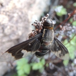 Balaana sp. (genus) at Conder, ACT - 30 Dec 2017 08:04 PM