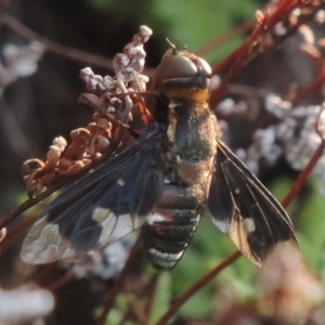 Balaana sp. (genus) at Conder, ACT - 30 Dec 2017