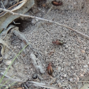 Metriolagria formicicola at Conder, ACT - 30 Dec 2017