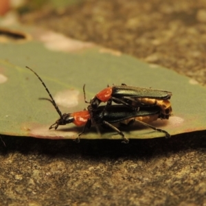 Chauliognathus tricolor at Conder, ACT - 30 Dec 2017