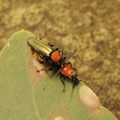 Chauliognathus tricolor at Conder, ACT - 30 Dec 2017