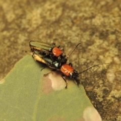 Chauliognathus tricolor at Conder, ACT - 30 Dec 2017