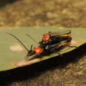 Chauliognathus tricolor at Conder, ACT - 30 Dec 2017