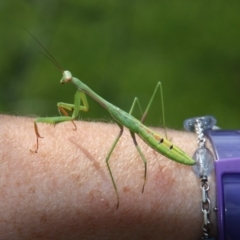 Mantodea (order) (Unidentified praying mantis) at Calwell, ACT - 23 Jan 2018 by DonLimn