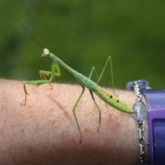 Mantodea (order) (Unidentified praying mantis) at Calwell, ACT - 22 Jan 2018 by DonLimn